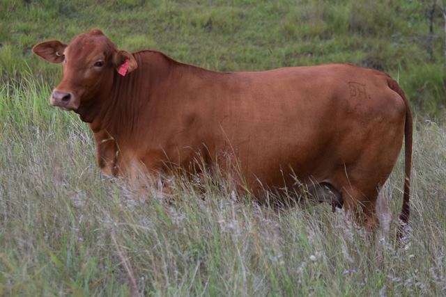 Bryvonlea Princess Anya